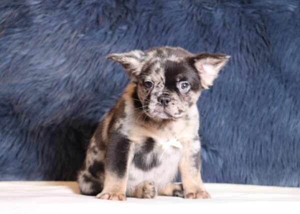 1256a-Ace-Fluffy-Frenchie-puppy-The-Puppy-Lodge-scaled.jpg