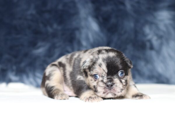 1256aa-Ace-Fluffy-Frenchie-The-Puppy-Lodge-scaled.jpg
