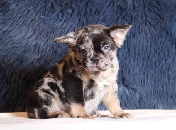 1256aa-Ace-Fluffy-Frenchie-puppy-The-Puppy-Lodge-scaled.jpg