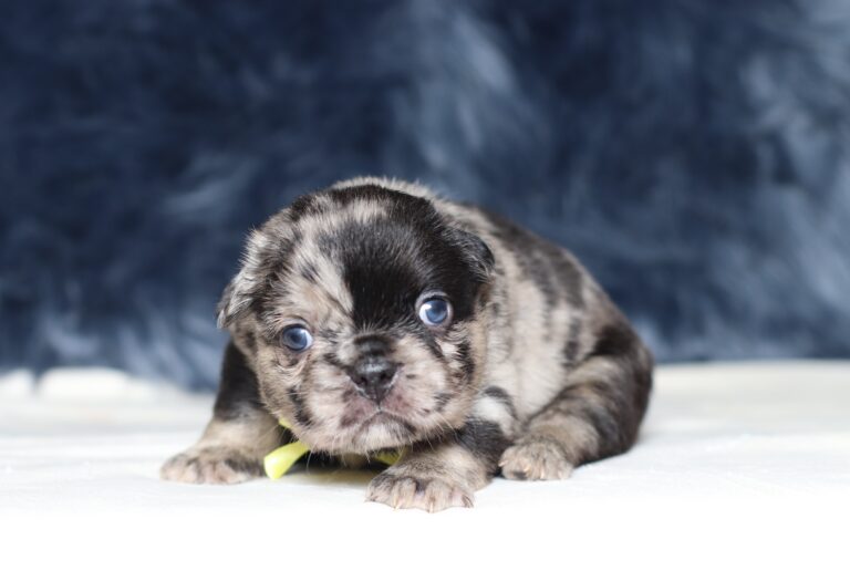 1256aaa Ace-Fluffy Frenchie -The Puppy Lodge.JPG