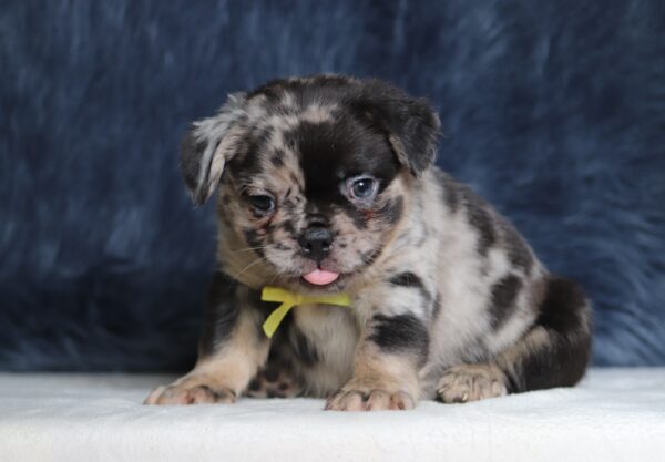 1256b-Ace-Fluffy-Frenchie-The-Puppy-Lodge-scaled.jpg