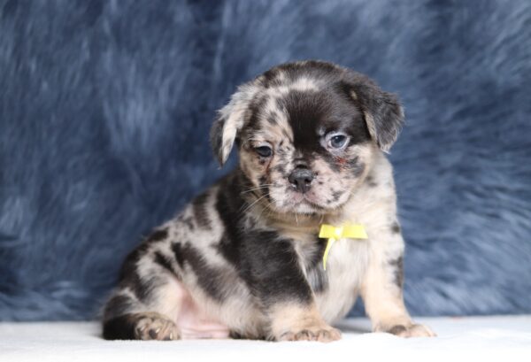1256bb-Ace-Fluffy-Frenchie-The-Puppy-Lodge-scaled.jpg