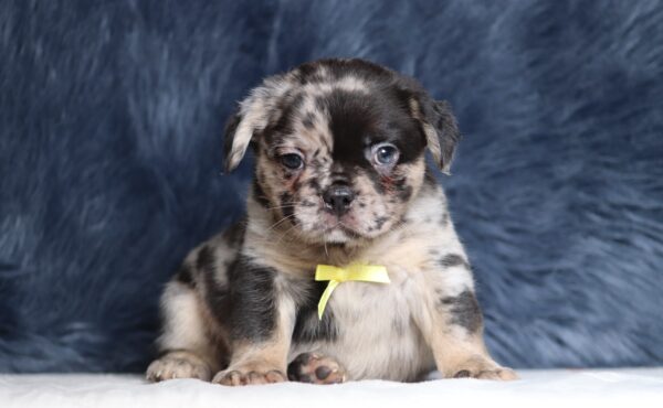 1256bbb-Ace-Fluffy-Frenchie-The-Puppy-Lodge-scaled.jpg