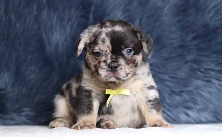 1256bbb-Ace-Fluffy-Frenchie-The-Puppy-Lodge-scaled.jpg