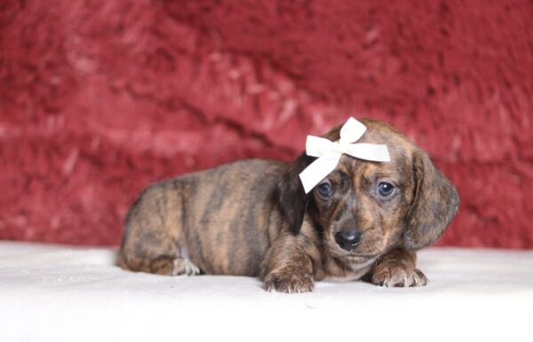 1257a-Brianna-dachshund-puppy-The-Puppy-Lodge-scaled.jpg