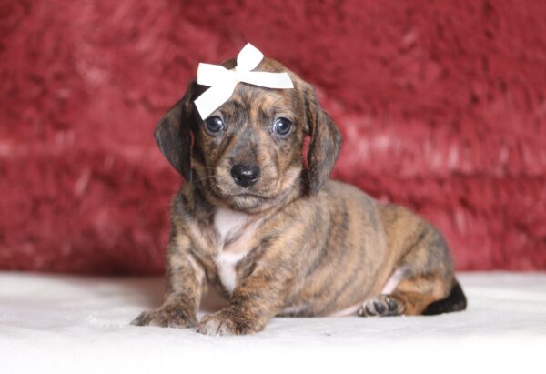 1257aa-Brianna-dachshund-puppy-The-Puppy-Lodge-scaled.jpg