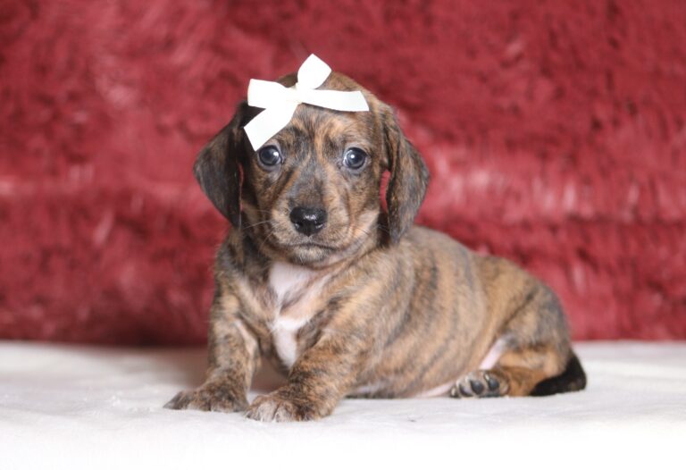 1257aa-Brianna-dachshund-puppy-The-Puppy-Lodge-scaled.jpg