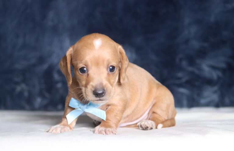 1258a-Barock-dachshund-puppy-The-Puppy-Lodge-scaled.jpg