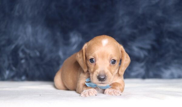 1258aa-Barock-dachshund-puppy-The-Puppy-Lodge-scaled.jpg