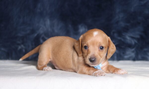 1258aaa-Barock-dachshund-puppy-The-Puppy-Lodge-scaled.jpg