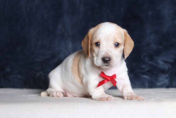 1259a-Bryce-dachshund-puppy-The-Puppy-Lodge-scaled.jpg