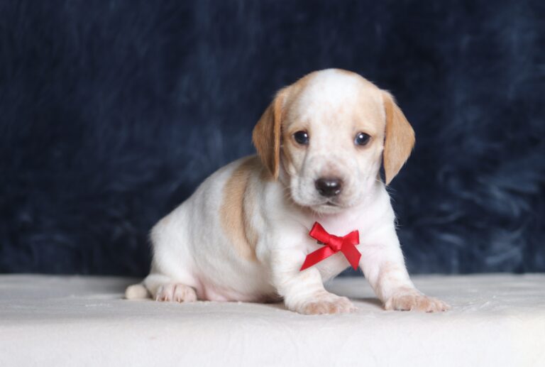 1259a-Bryce-dachshund-puppy-The-Puppy-Lodge-scaled.jpg