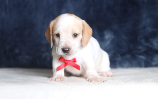 1259aa-Bryce-dachshund-puppy-The-Puppy-Lodge-scaled.jpg