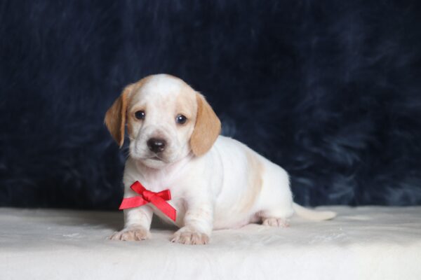 1259aaa Bryce-dachshund puppy -The Puppy Lodge.JPG
