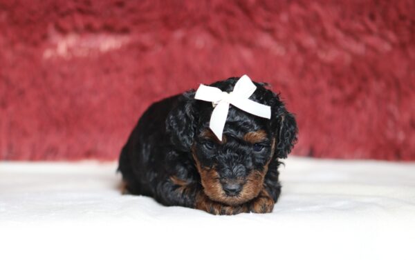 1260a-Casey-Mini-Poodle-Puppy-The-Puppy-Lodge-scaled.jpg