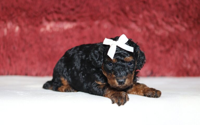 1260aa-Casey-Mini-Poodle-Puppy-The-Puppy-Lodge-scaled.jpg