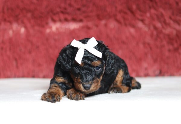 1260aaa-Casey-Mini-Poodle-Puppy-The-Puppy-Lodge-scaled.jpg