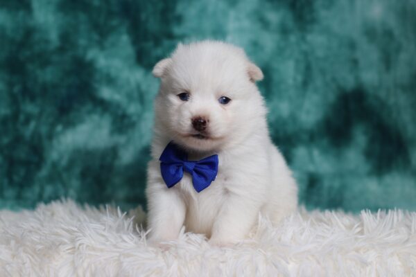3161b-Shawnee-pomsky-puppy-The-Puppy-Lodge-scaled.jpg