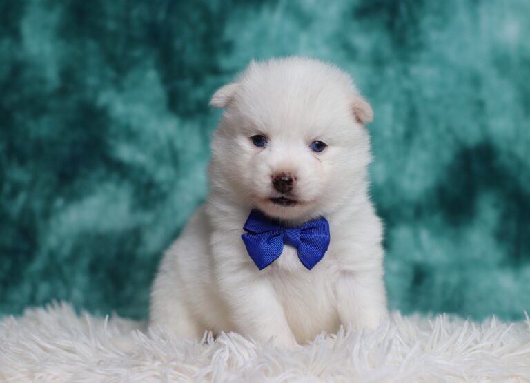 3161bb-Shawnee-pomsky-puppy-The-Puppy-Lodge-scaled.jpg
