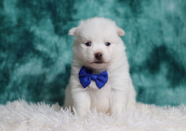 3161bbb-Shawnee-pomsky-puppy-The-Puppy-Lodge-scaled.jpg