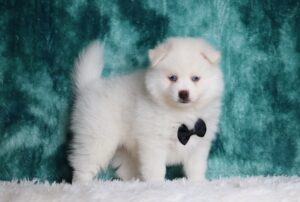 3161ccc-Shawnee-pomsky-puppy-The-Puppy-Lodge-scaled.jpg