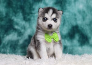 3177aa-Shane-pomsky-puppy-The-Puppy-Lodge-scaled.jpg