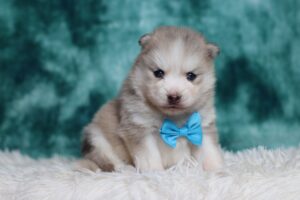 3178aa-Shaggy-pomsky-puppy-The-Puppy-Lodge-scaled.jpg