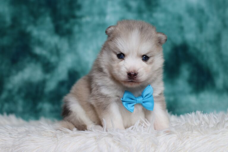 3178aa-Shaggy-pomsky-puppy-The-Puppy-Lodge-scaled.jpg