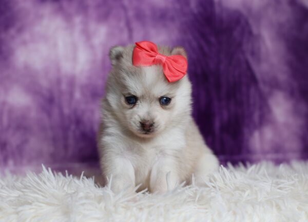 3179a-Shirley-pomsky-puppy-The-Puppy-Lodge-scaled.jpg