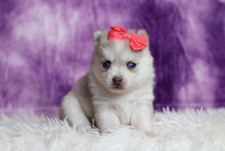 3179aa-Shirley-pomsky-puppy-The-Puppy-Lodge-scaled.jpg
