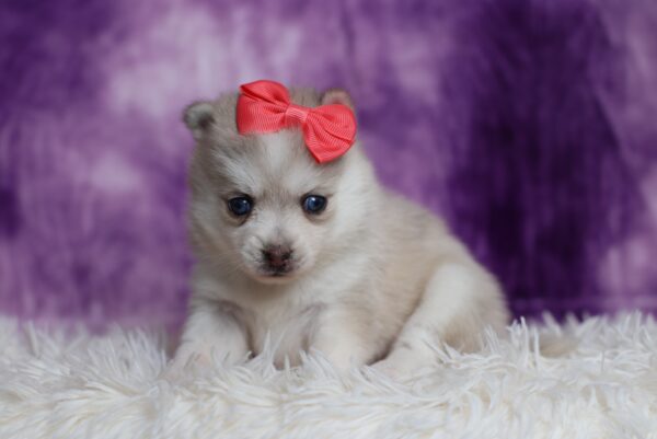 3179aaa-Shirley-pomsky-puppy-The-Puppy-Lodge-scaled.jpg