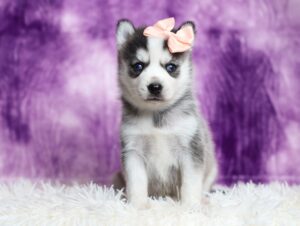 3180aaa-Shelly-pomsky-puppy-The-Puppy-Lodge