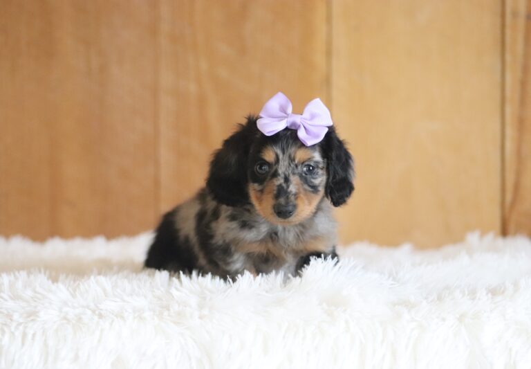 3429a-Adona-dachshund-puppy-The-Puppy-Lodge-scaled.jpg