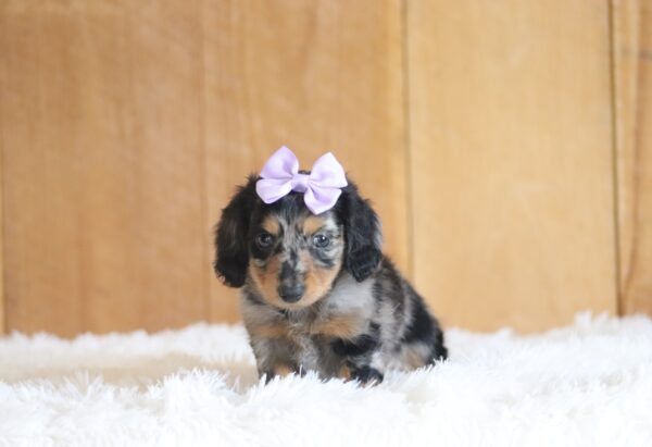3429aa-Adona-dachshund-puppy-The-Puppy-Lodge-scaled.jpg