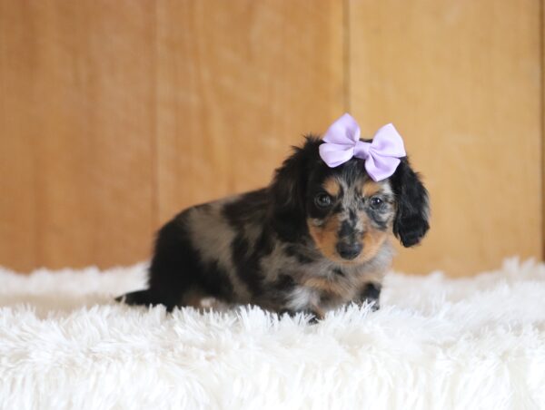 3429aaa-Adona-dachshund-puppy-The-Puppy-Lodge-scaled.jpg