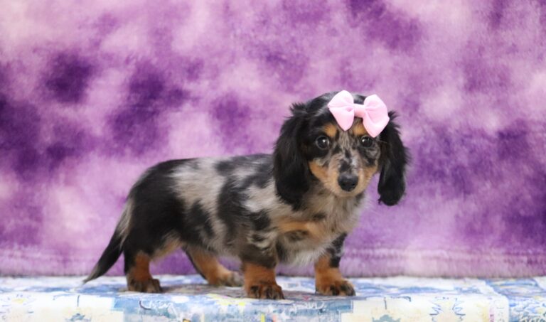3429b-Adona-dachshund-puppy-The-Puppy-Lodge-1-scaled.jpg