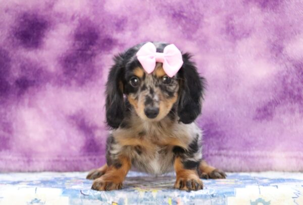 3429bb-Adona-dachshund-puppy-The-Puppy-Lodge-1-scaled.jpg