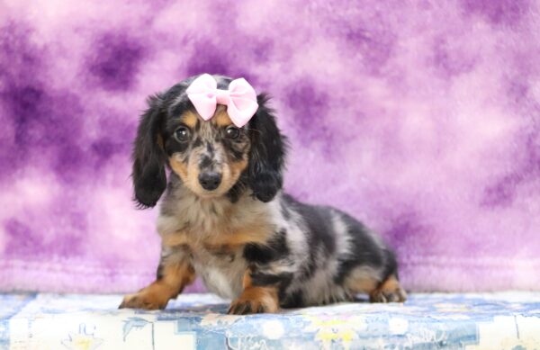 3429bbb Adona-dachshund puppy-The Puppy Lodge.JPG