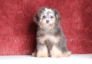 3616e-Gracelyn-Mini-Poodle-Puppy-The-Puppy-Lodge-scaled.jpg