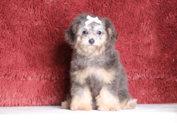 3616e-Gracelyn-Mini-Poodle-Puppy-The-Puppy-Lodge-scaled.jpg