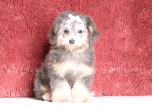 3616ee-Gracelyn-Mini-Poodle-Puppy-The-Puppy-Lodge-scaled.jpg