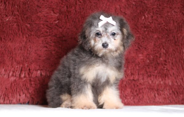 3616eee-Gracelyn-Mini-Poodle-Puppy-The-Puppy-Lodge-scaled.jpg