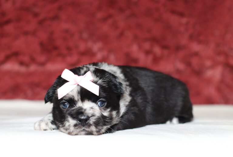 4080a-Angie-Fluffy-Frenchie-The-Puppy-Lodge-scaled.jpg