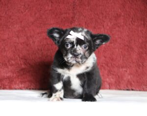 4080a-Angie-frenchie-puppy-The-Puppy-Lodge-scaled.jpg