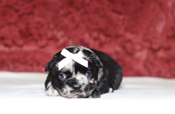 4080aa-Angie-Fluffy-Frenchie-The-Puppy-Lodge-scaled.jpg