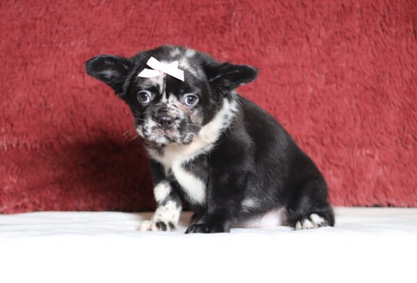4080aa-Angie-frenchie-puppy-The-Puppy-Lodge-scaled.jpg