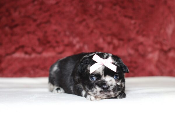4080aaa-Angie-Fluffy-Frenchie-The-Puppy-Lodge-scaled.jpg