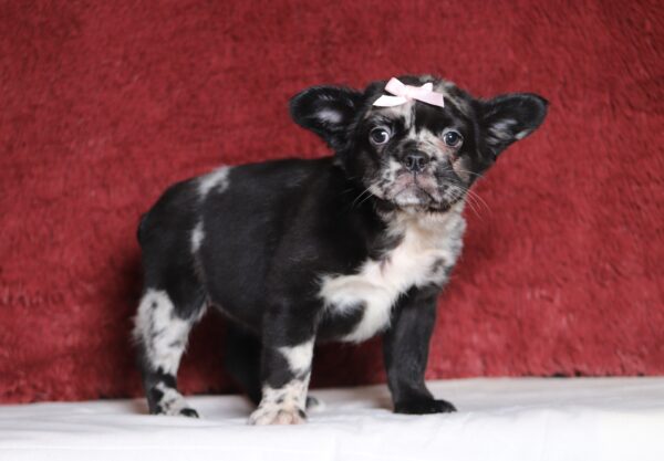 4080aaa Angie frenchie puppy -The Puppy Lodge.JPG