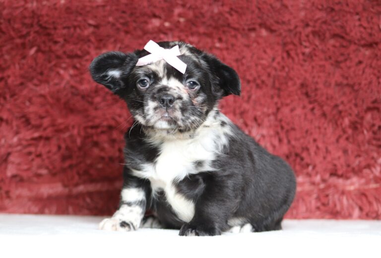 4080b Angie-Fluffy Frenchie -The Puppy Lodge.JPG