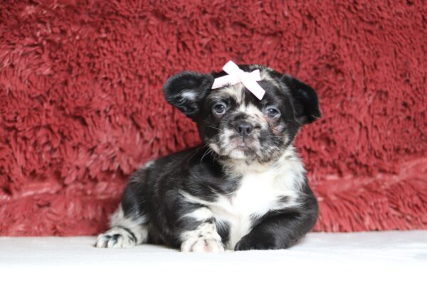4080bb-Angie-Fluffy-Frenchie-The-Puppy-Lodge-scaled.jpg